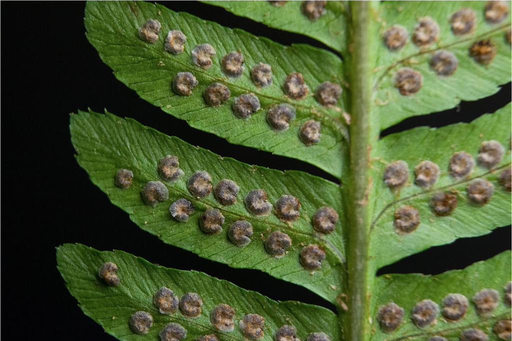 Sori on back of frond