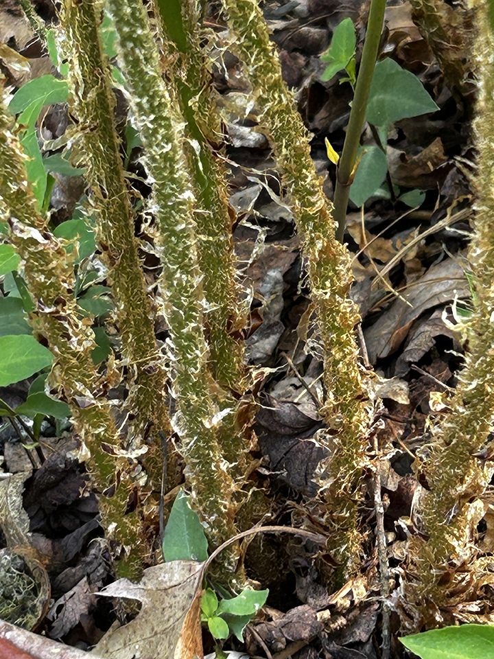 close-up on scaly stipes.