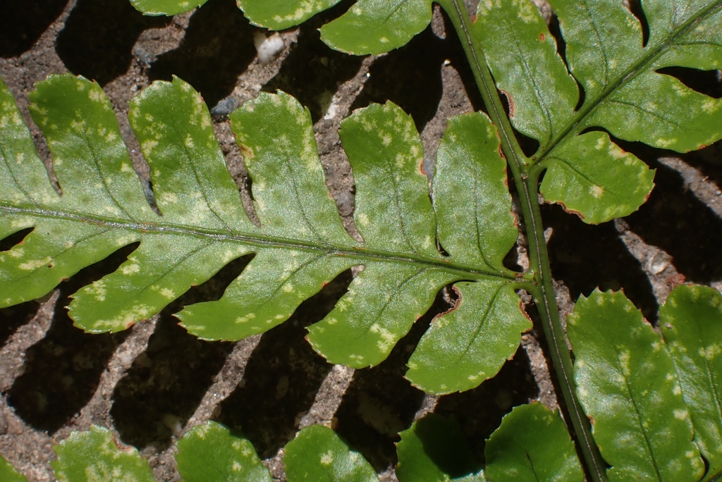 Upper side of frond showing grooved rachis.