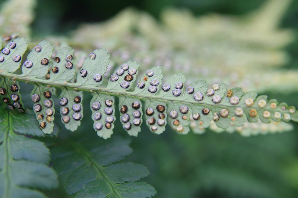 Back of frond with spores