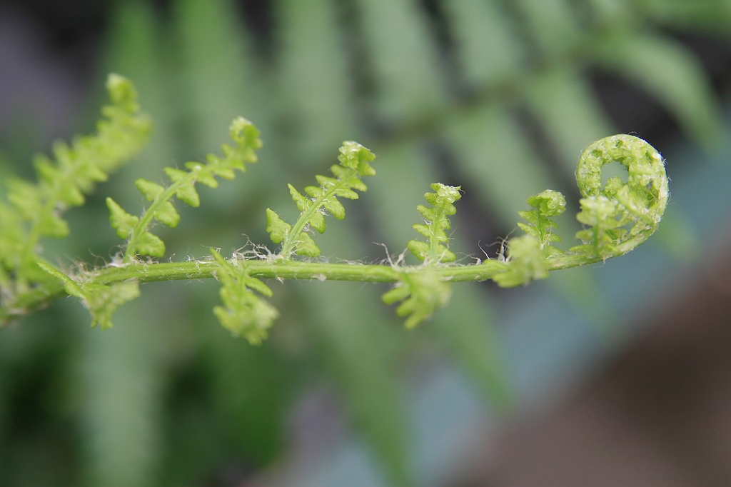Unfurling frond