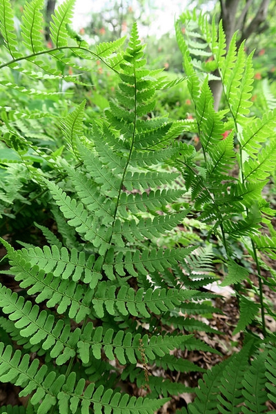 Dryopteris marginalis