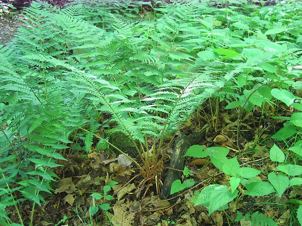 Dryopteris marginalis