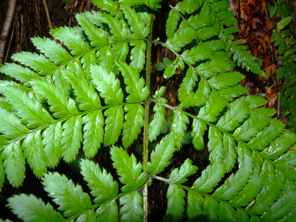 Dryopteris