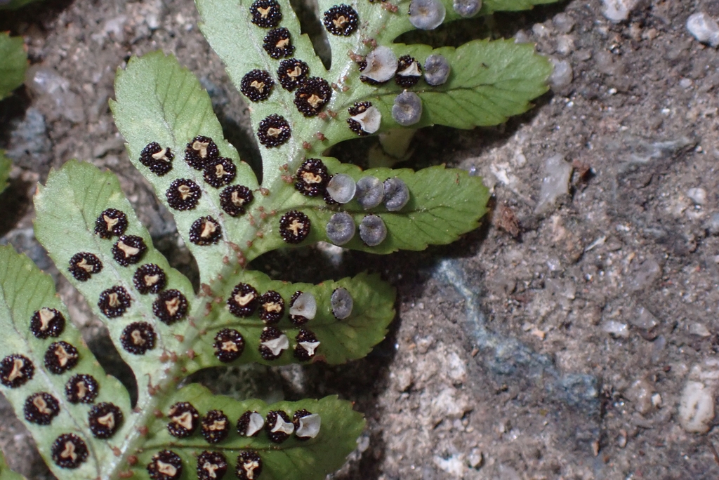 Underside of frond showing sori and overlapping indusia.