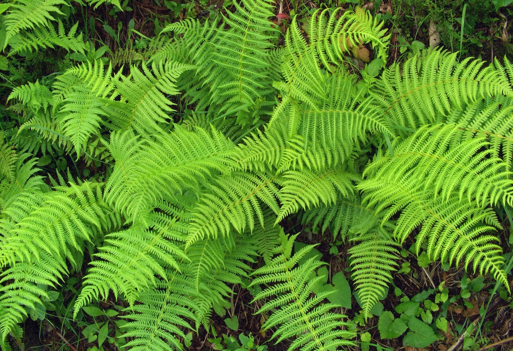 Form