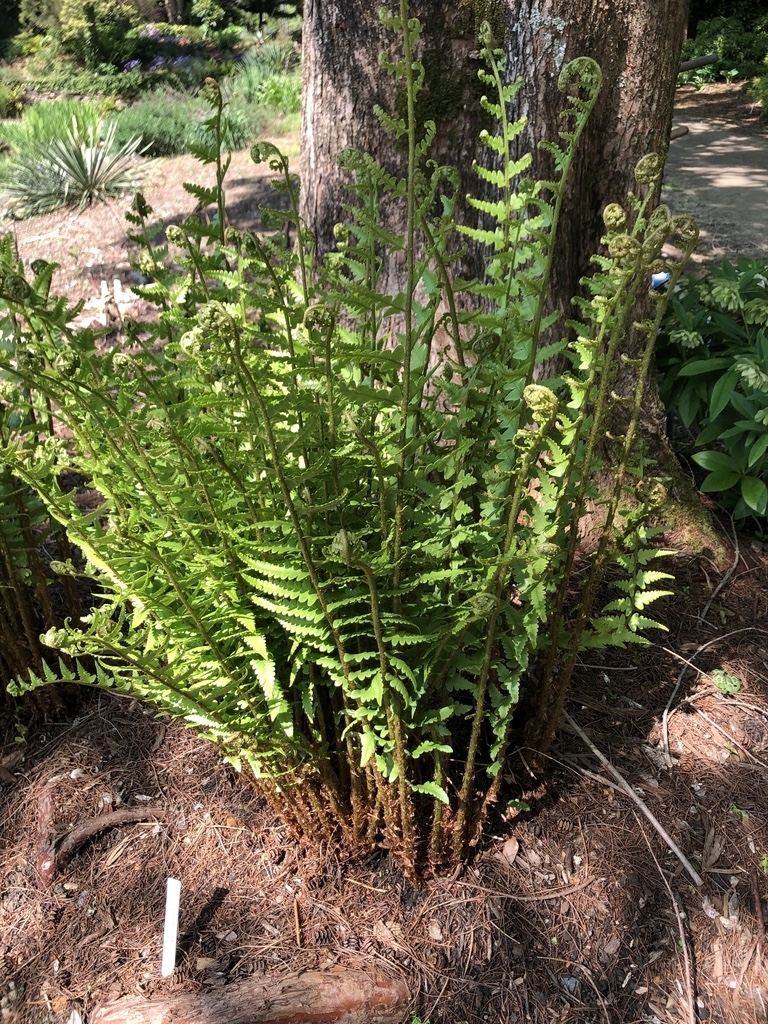 rachis and costa exhibit continuous grooves on their upper sides