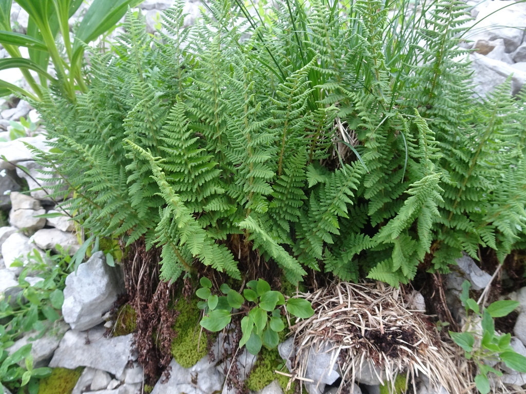 Stand of upright, green fronds.