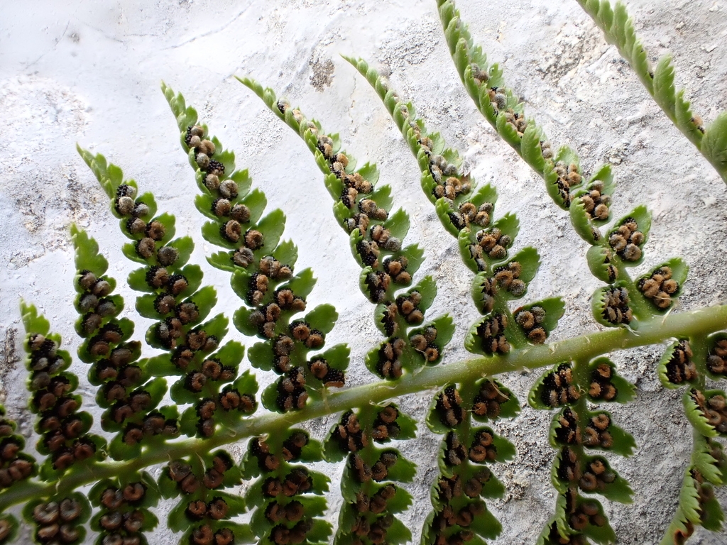 Underside of frond showing c-shaped sori