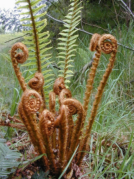Uncurling frond