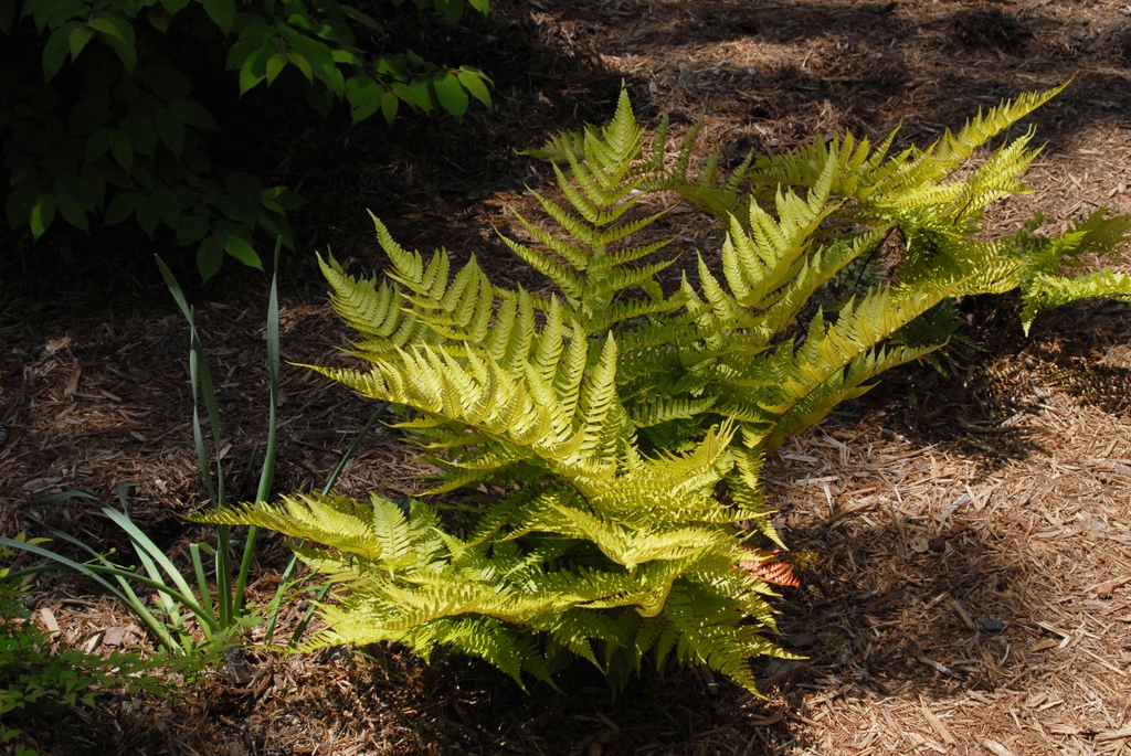 Drypopteris erythrosa
