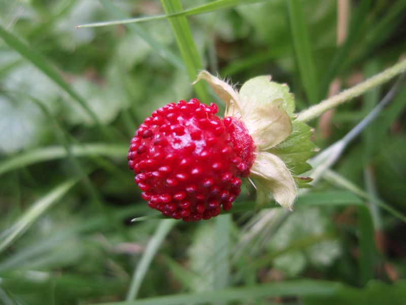 leaves and fruit