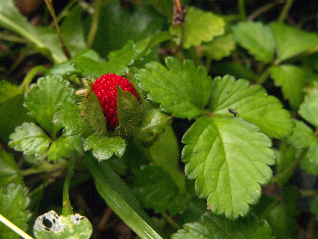 leaves and fruit