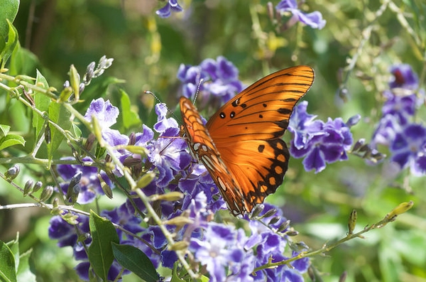 Butterfly visiting the flowers.