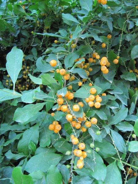 leaves and orange, fleshy drupes.