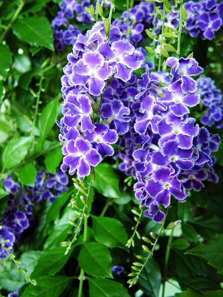 Clusters of flowers w/ white edges to the violet corolla lobes.