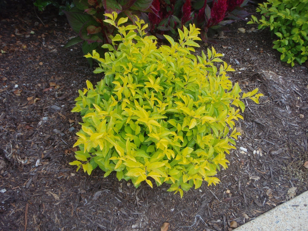 Small, rounded shrub with chartreuse foliage.
