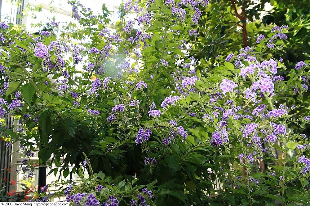 Shrub with terminal clusters of purple flowers.