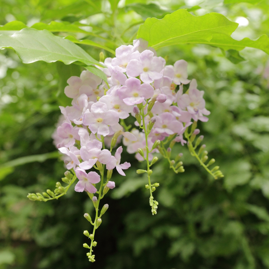 Leafy shoot with clusters of pale pink flowers.