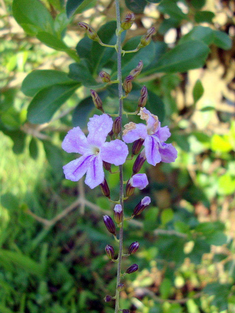 Leafy shoot with clusters of pale purple flowers.