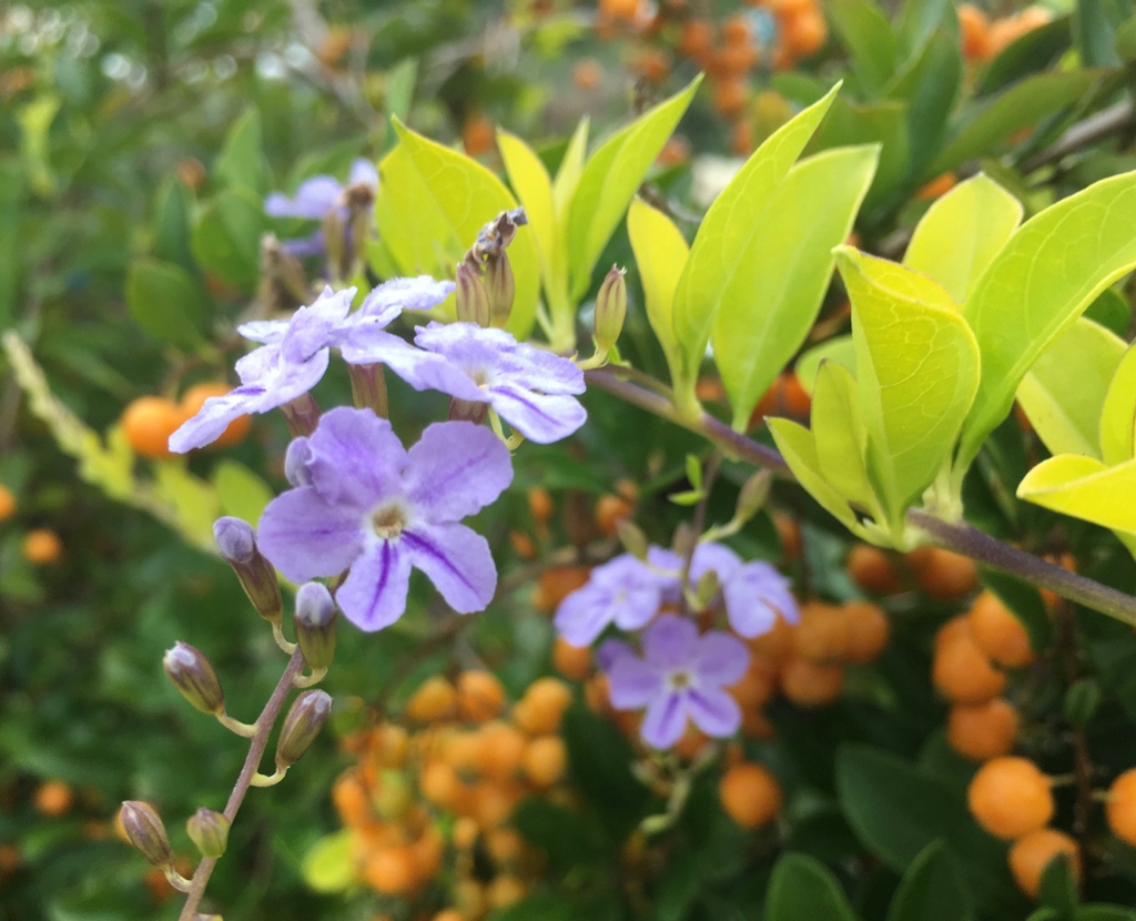Leafy shoot with pale flowers; orange drupes in background.