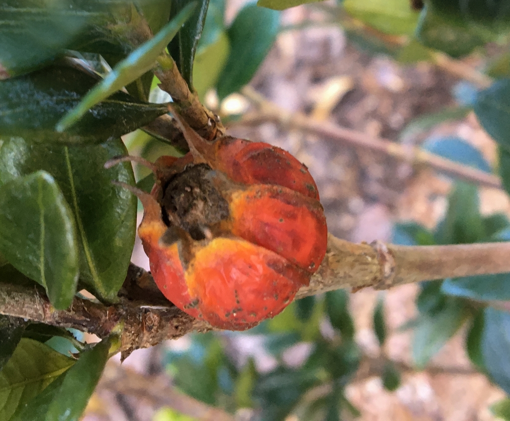 Dwarf "Prince Charles" Mature Fruit__Lucille Zane_CC BY ND