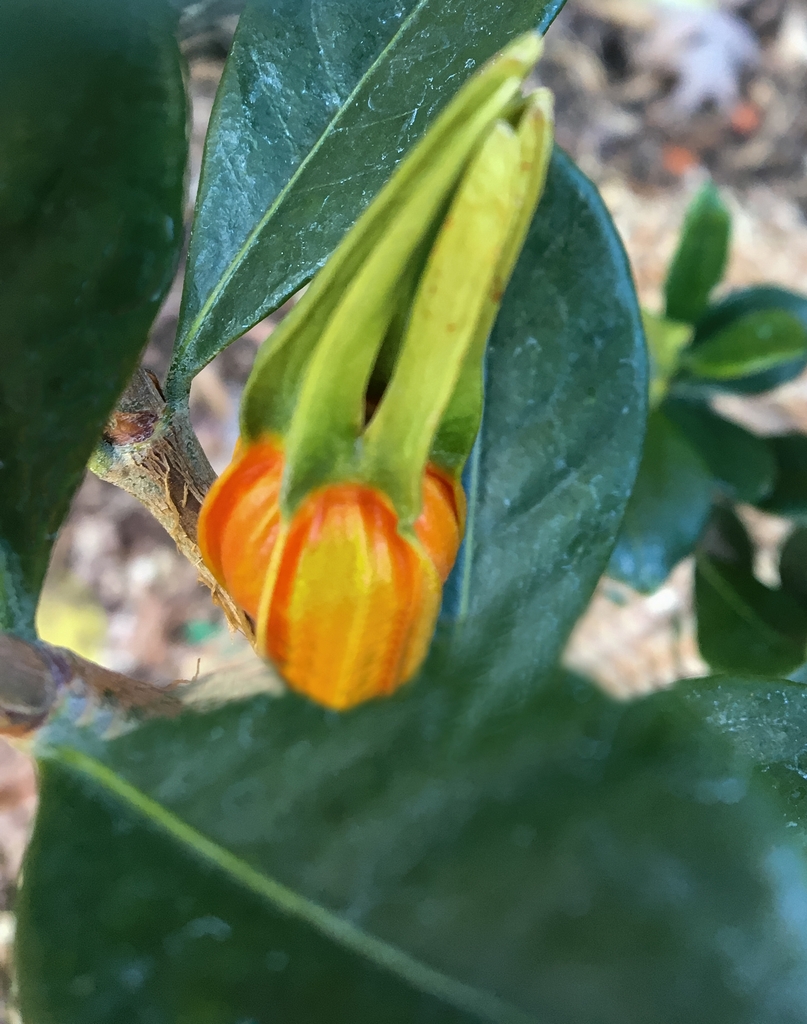 Dwarf  "Prince Charles" Immature Fruit Lucille Zane _CC BY ND
