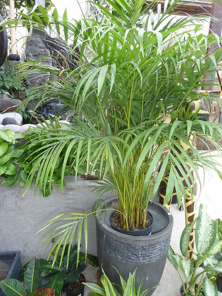 leaves