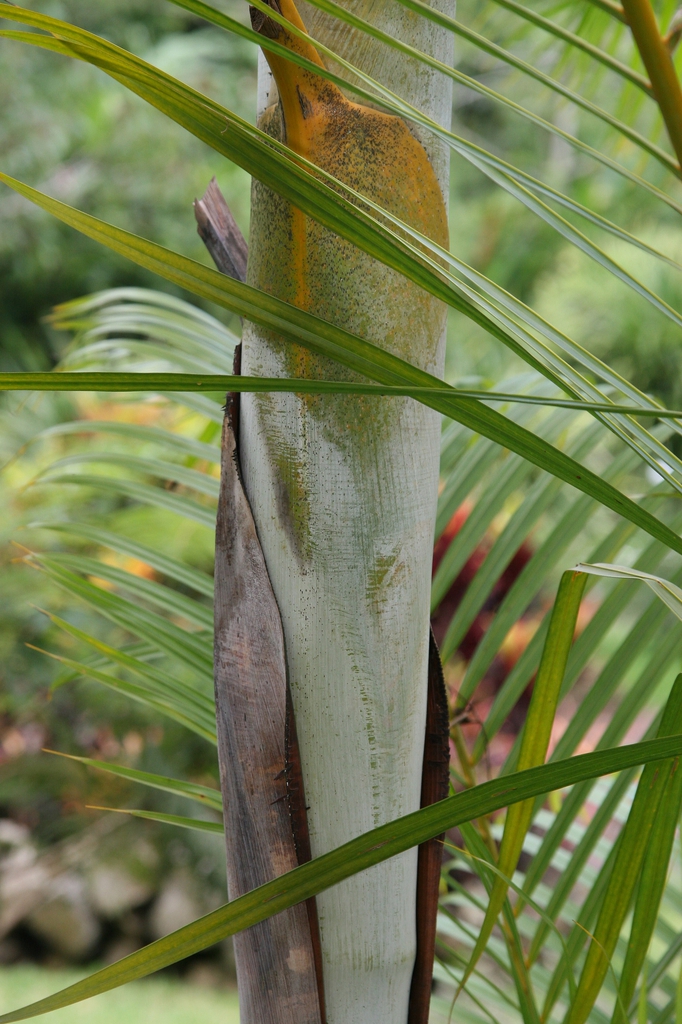leaves and stem