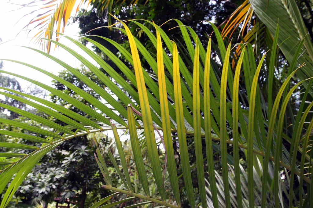 leaves