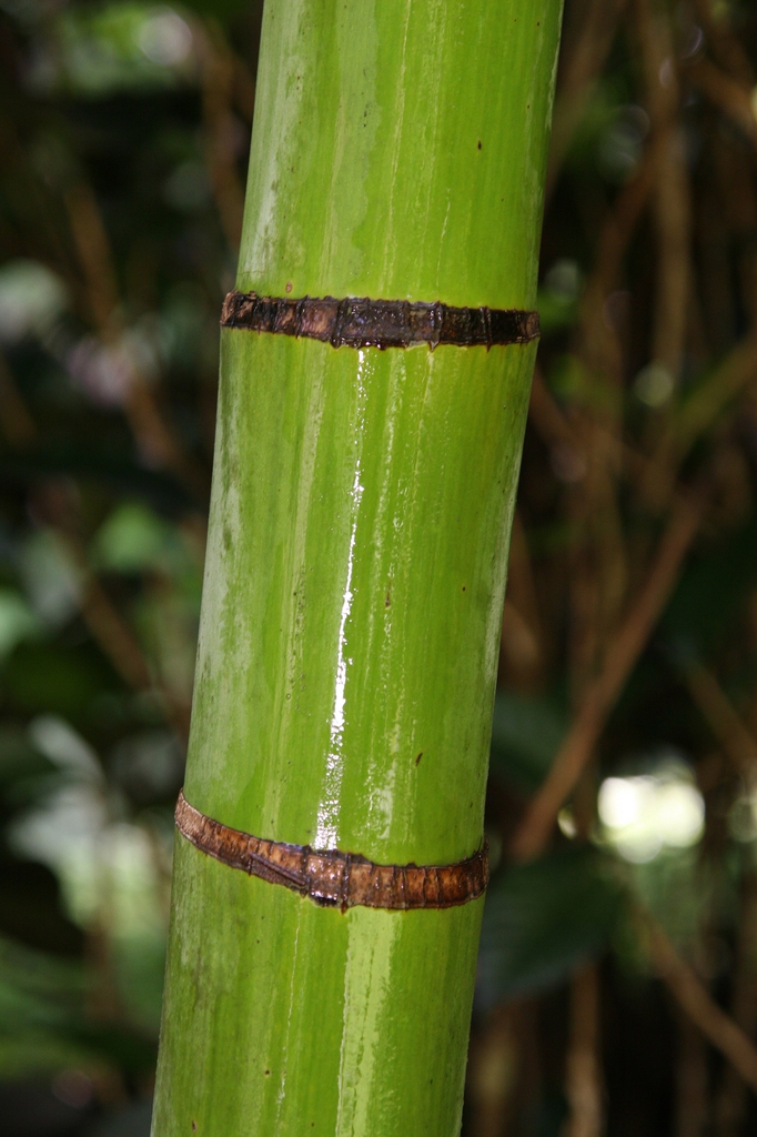 stem