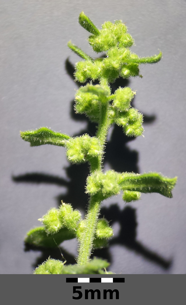 Flowers and stem with hairs