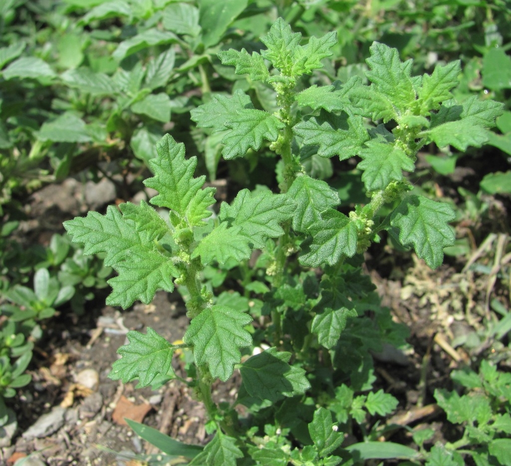 Leaves