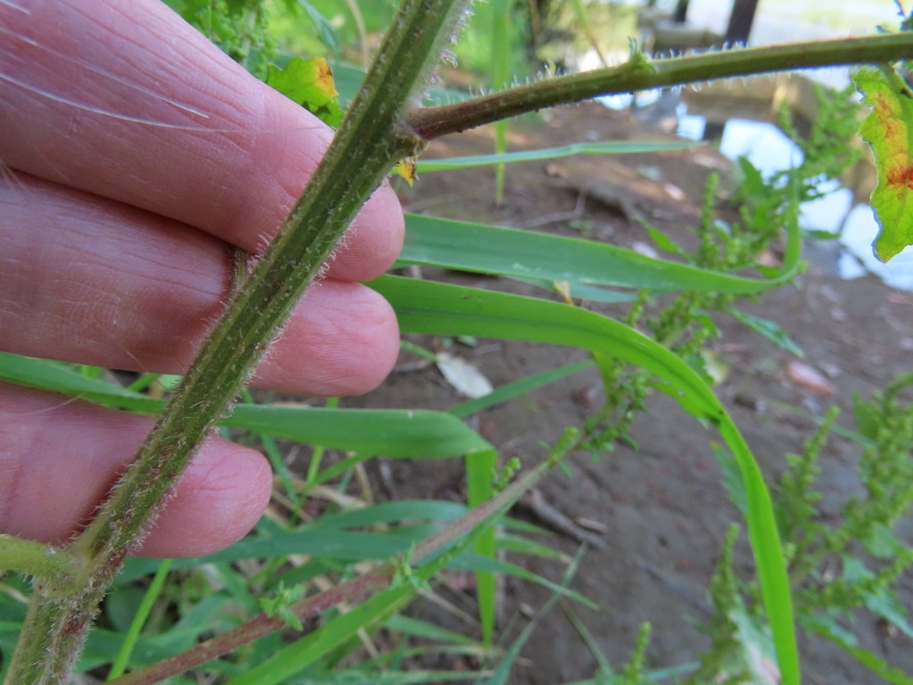Angular hairy stem