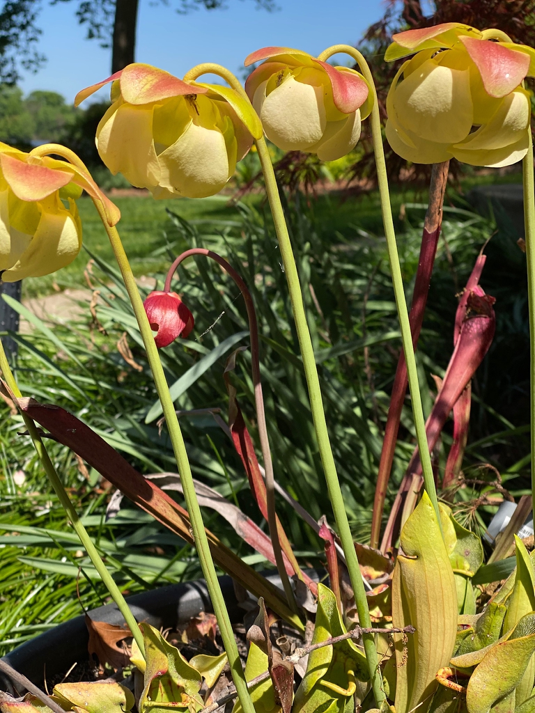 Group of pendulous flowers with reddish sepals & yellow petals
