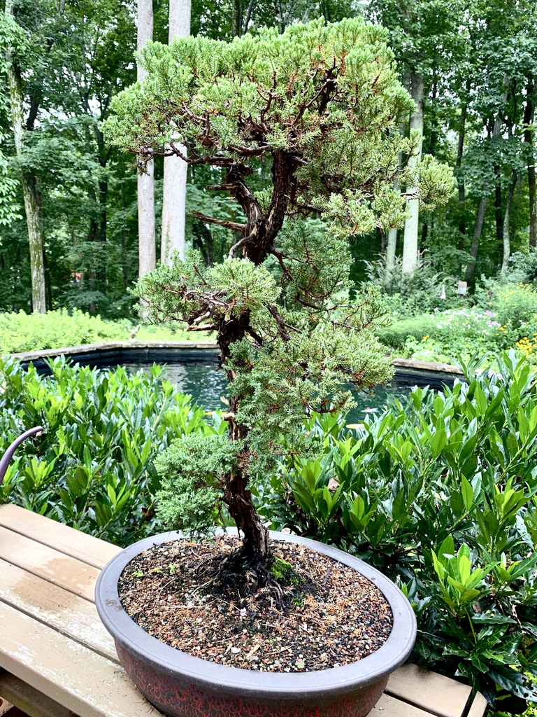 As bonsai