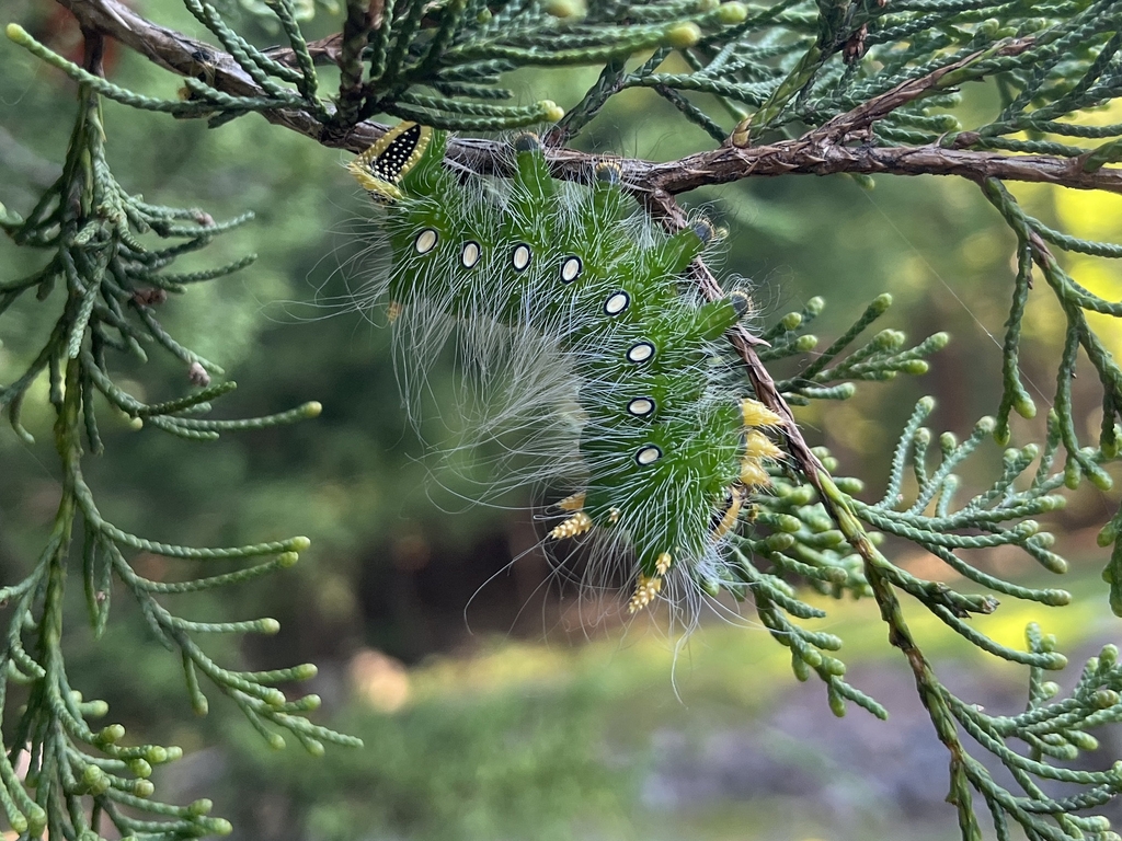 Green with white spots caterpillar on juniper.