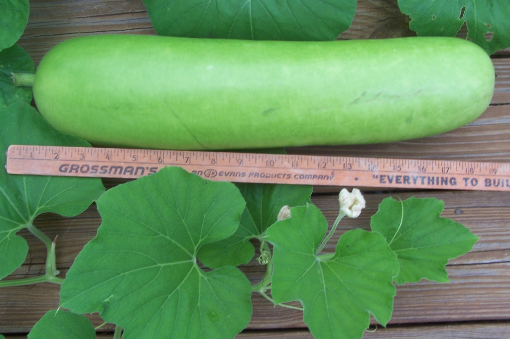 Early Aug. - Mature Fruit - Durham Co., NC