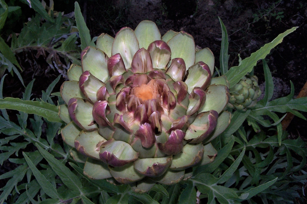 Early June Bloom Stage 1 - Durham County, NC