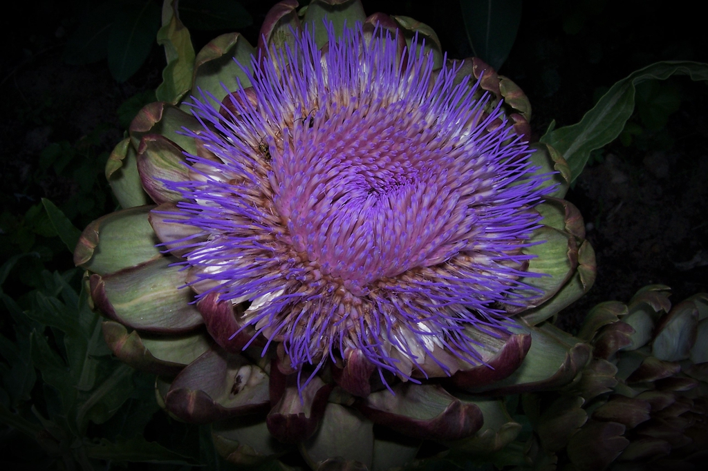 Early June Bloom Stage 2 - Durham County, NC