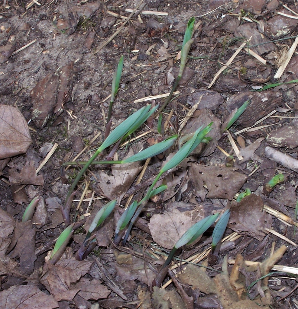Early Spring - Durham County, NC