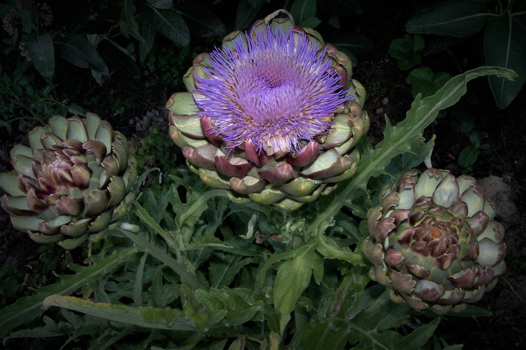 Early June - Flower & Buds - Durham County, NC