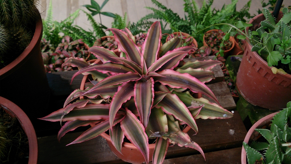 Leaves