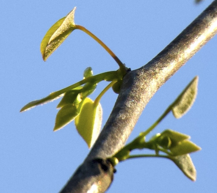 THe unfolding leaves are cordate with swollen joint or pulvinus