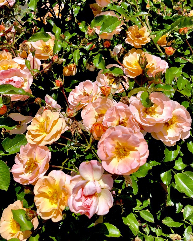 Flower and buds