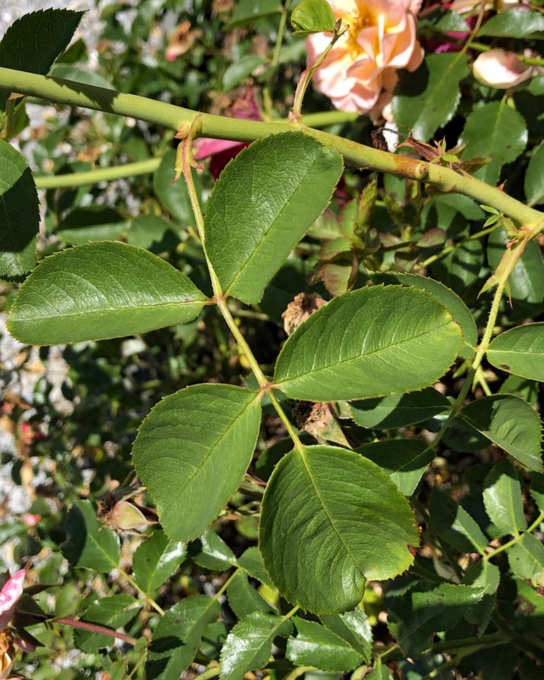 Leaf