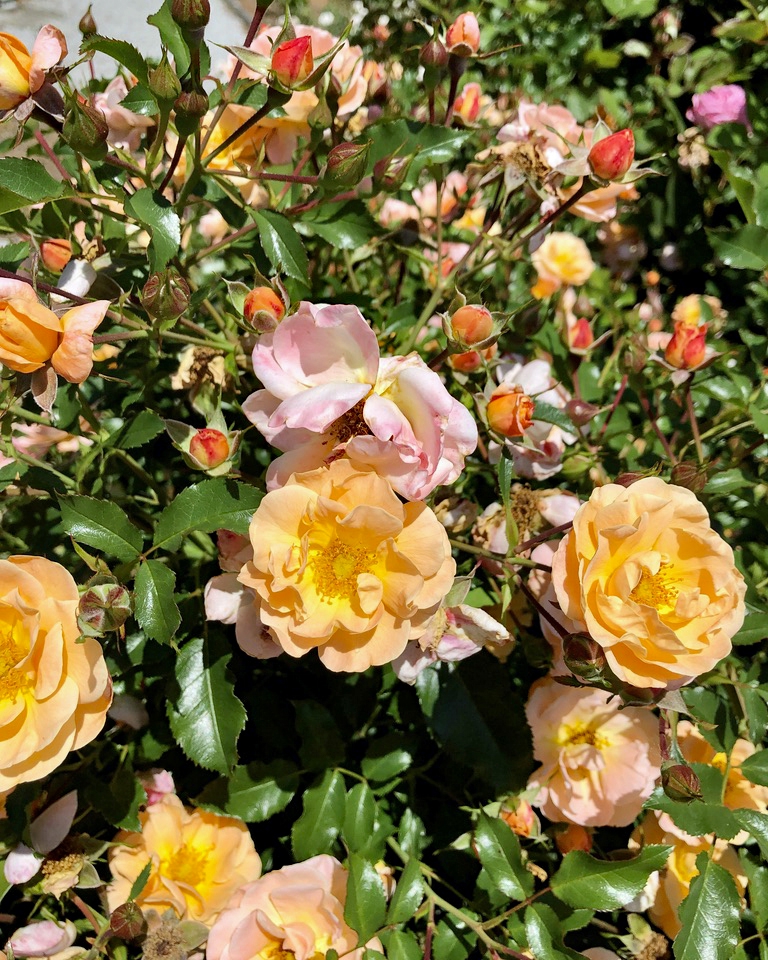 Color variation