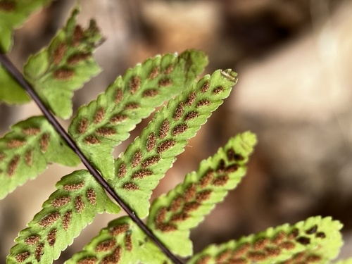 Asplenium platyneuron (Ebony Spleenwort)