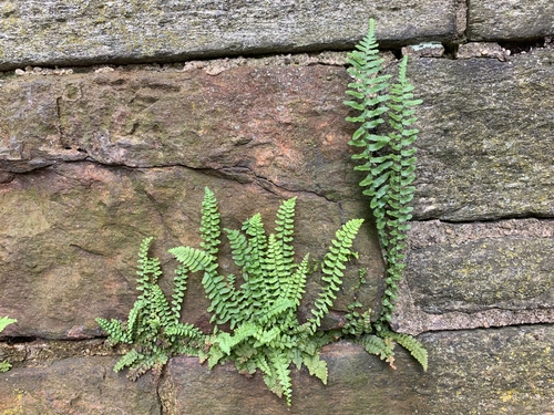 Asplenium platyneuron in rock crevice
