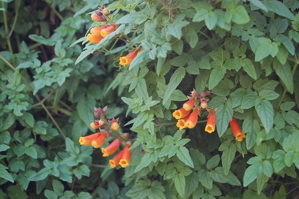 Leaves and flowers